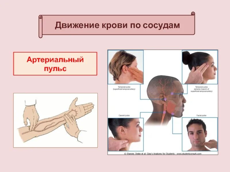 Пульс на лбу. Пульс и движение крови. Движение крови по сосудам. Аретариалтевй пульс на лбу.