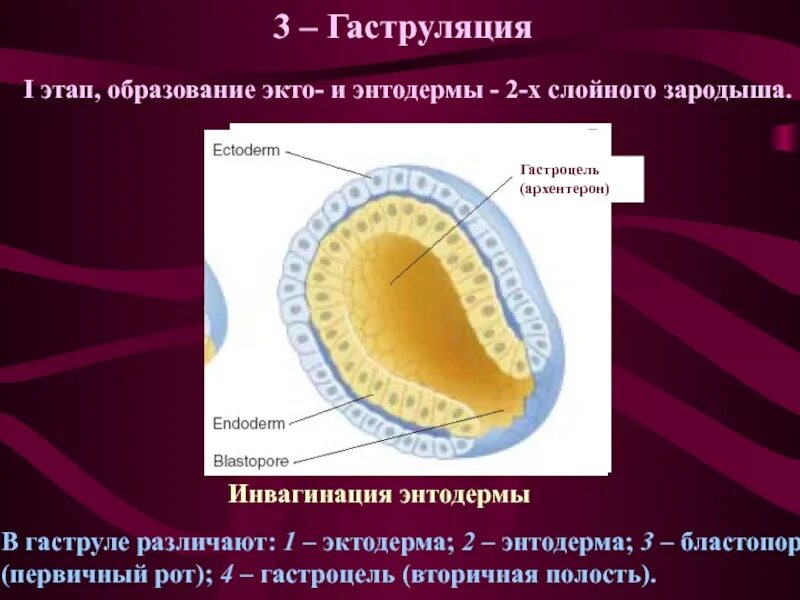 Вторичная полость зародыша. Стадия нейрулы. Зародышевые листки эктодерма энтодерма. Вторичная полость зародыша. Вторичная полость зародыша.