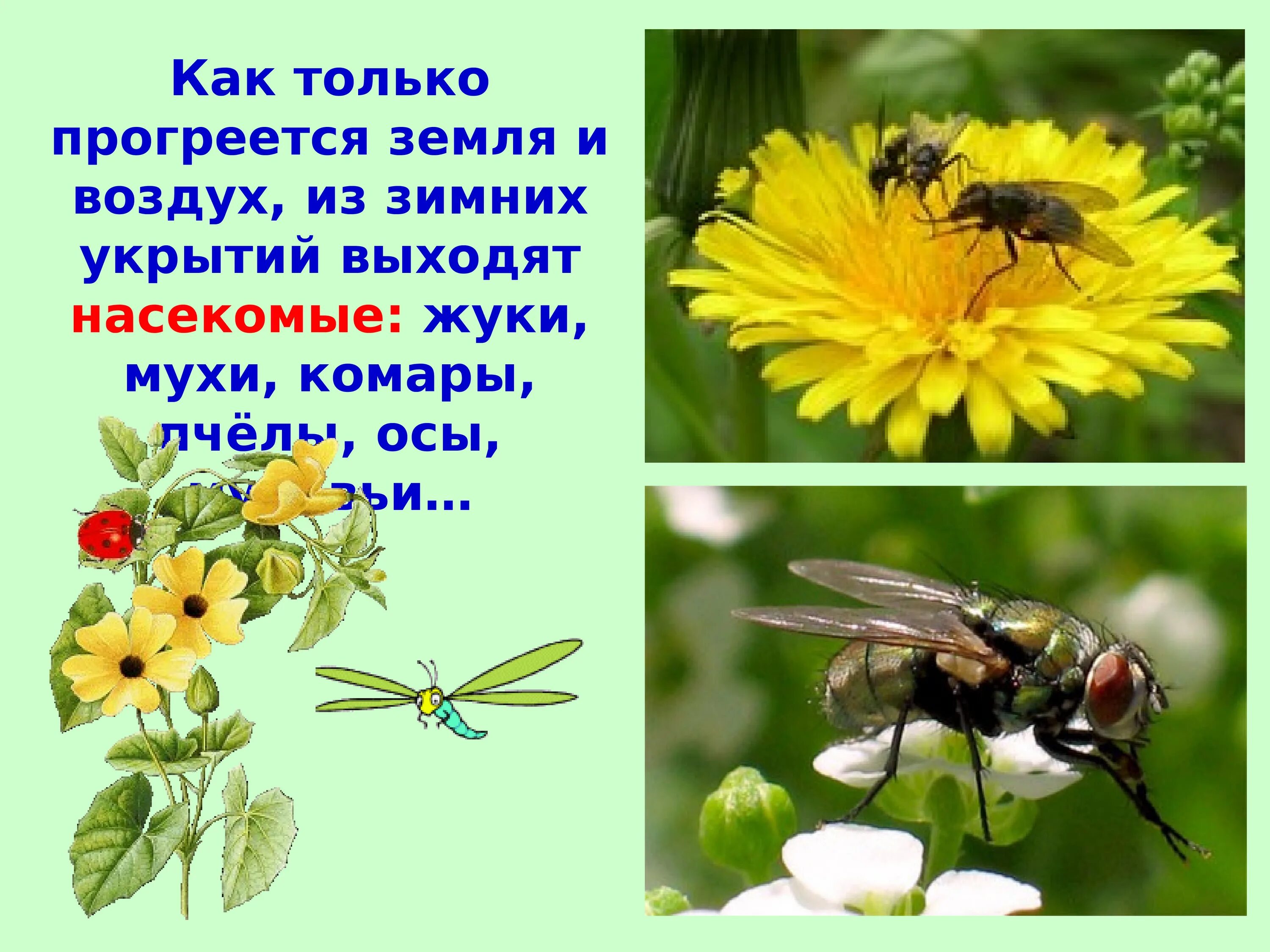 Насекомые весной. Насекомые весной для дошкольников. Просыпаются насекомые. Просыпаются насекомые весной. Насекомые весной презентация 2 класс