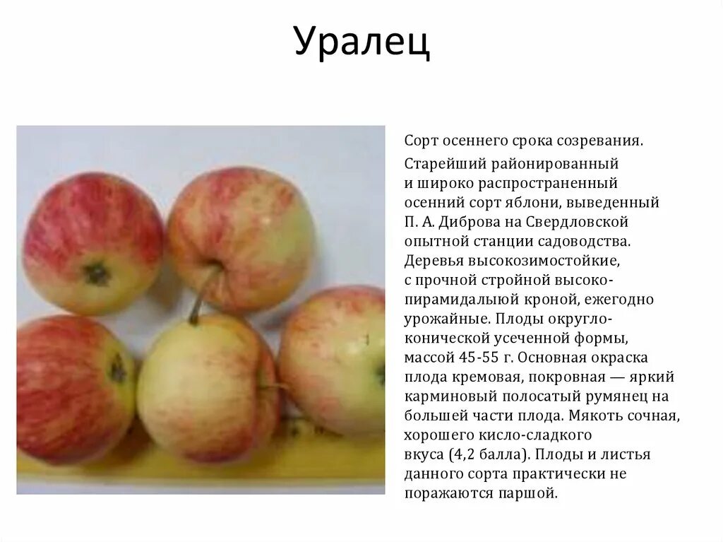 Яблоня первоуральская описание сорта отзывы. Сорт яблок уралец. яблоня уралец яблоня. яблоня уралец описание сорта. уралец яблоня описание.