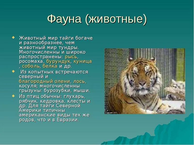 Тайга сообщение 4 класс по окружающему миру