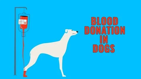 Dog blood