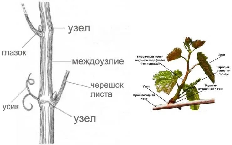 Почему почка побег. Строение побега винограда. Куст винограда схема строения. Виноград строение виноградного куста. Строение куста винограда побег.