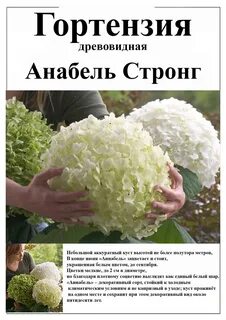 Питомник анабель каталог на весну 2024 года