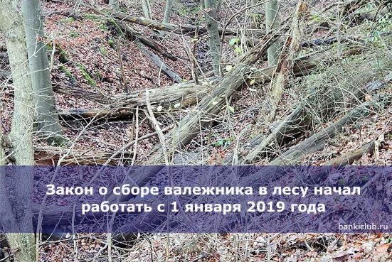 Валежник можно брать. Закон о сборе валежника. ФЗ О сборе валежника. Сбор валежника в лесу. Закон о сборе хвороста в лесу.