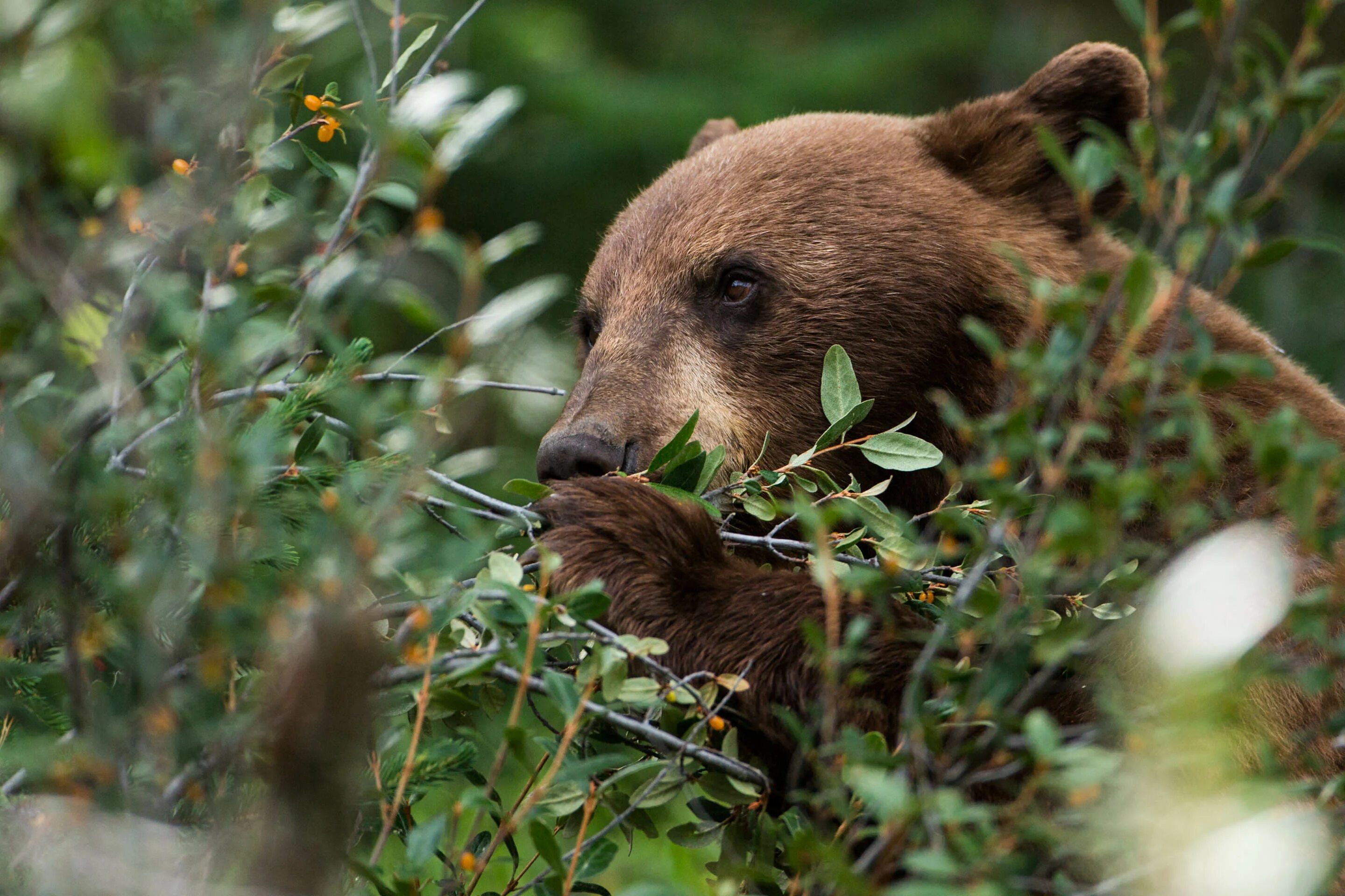 Медведь есть ягоды. Бурый медведь ест малину. Медведь и ягоды. Что едят медведи. Медведь ест ягоды.