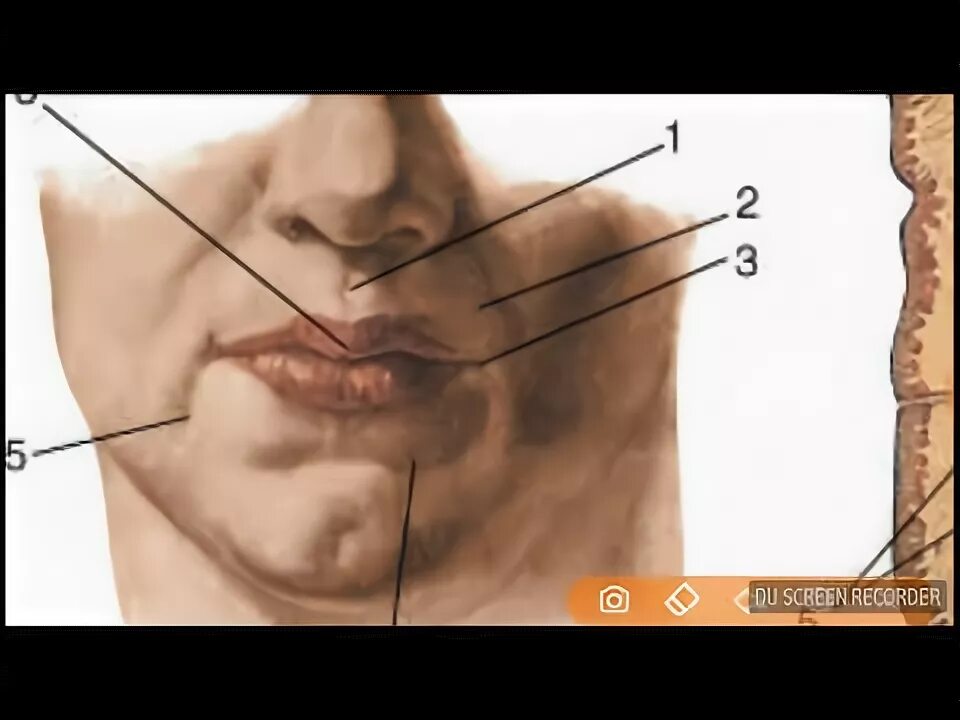 Мышцы окружающие ротовое отверстие. Мышца поднимающая верхнюю губу анатомия. Нижняя губа на латинском. Мышца поднимающая верхнюю губу и крыло носа. Строение нижней поверхности языка.