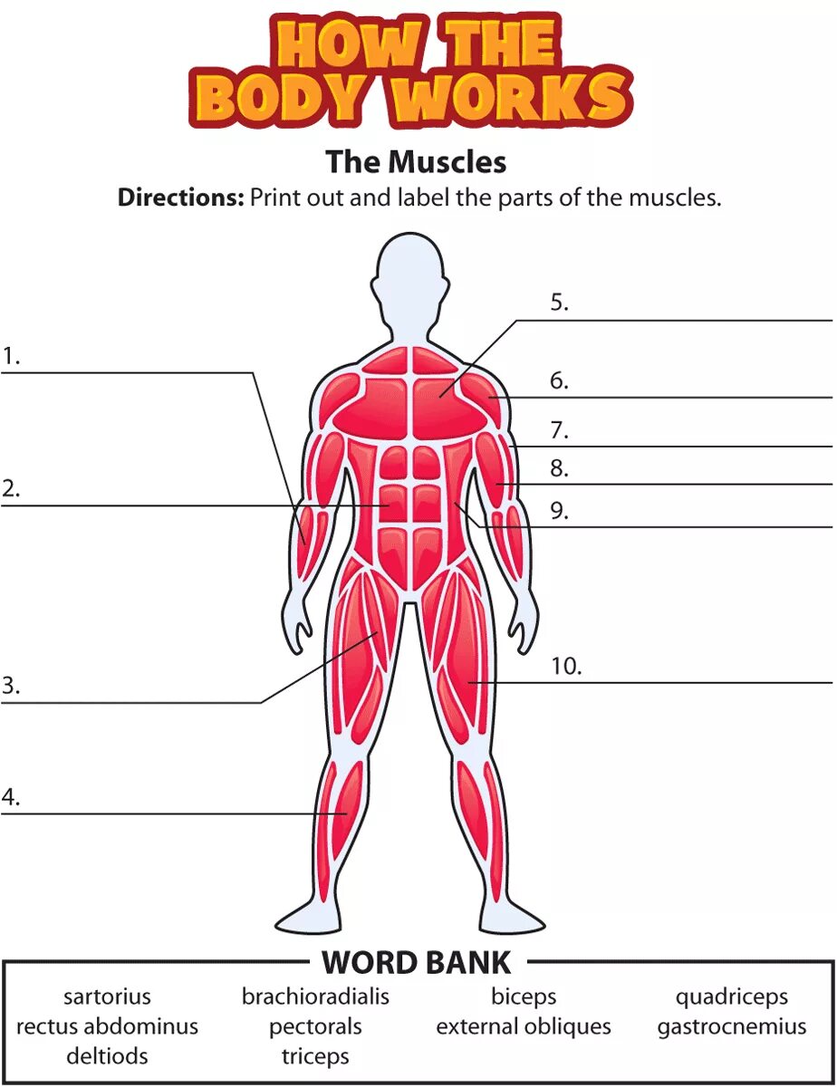 Work part of life. Мускулы на английском. Мышцы на английском. Muscular System Worksheet. Muscles Worksheet.