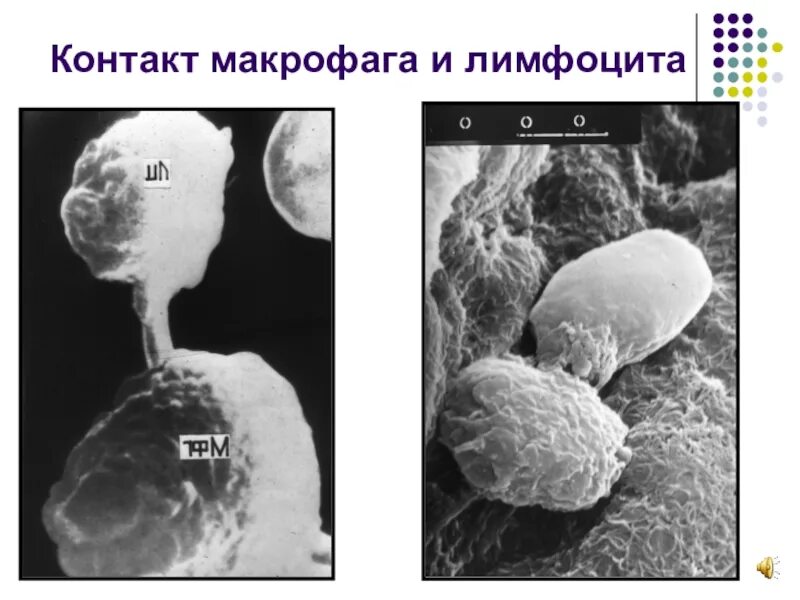 Иммунная электронная микроскопия. Лимфоцит электронная микроскопия. Иммунная электронная микроскопия схема. Иммунная электронная микроскопия гепатита. Макрофаги иммунный ответ