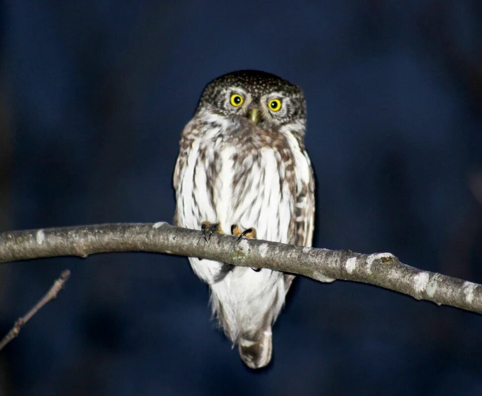 сова филин сыч. мохноногий сыч полет. воробьиный сыч. ночной сыч. 1993.