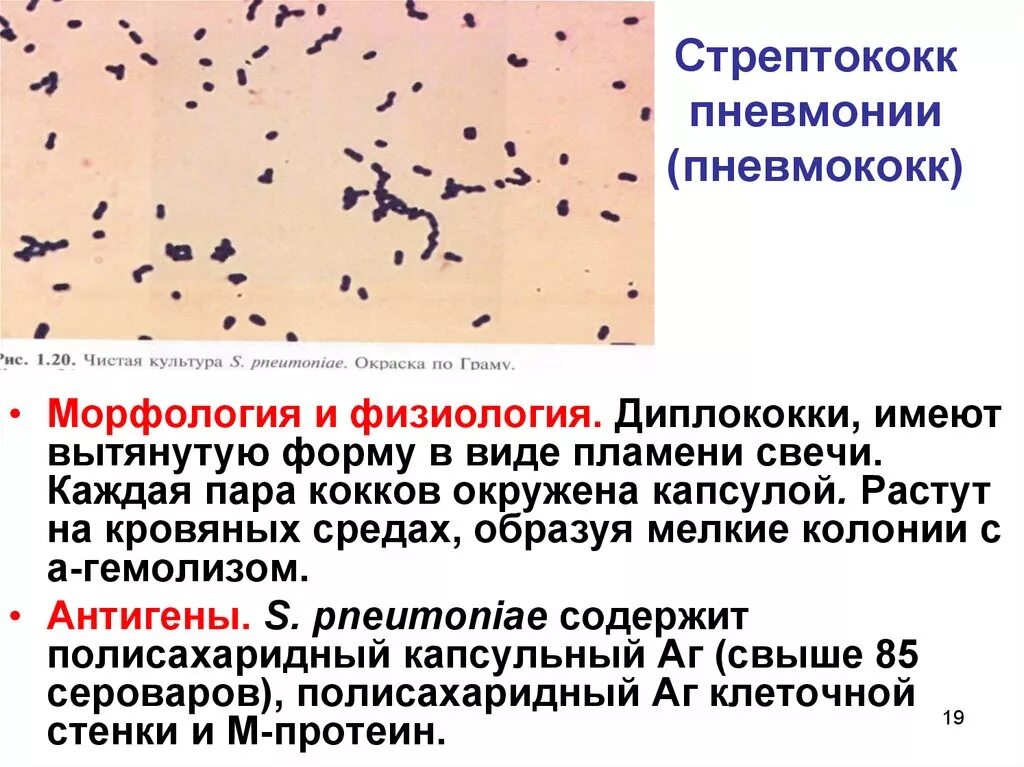 Какие возбудители вызывают пневмонию. Пневмококк препарат микробиология. Стафилококки стрептококки пневмококки. Пневмонийный стрептококк. Streptococcus pneumoniae физиология.