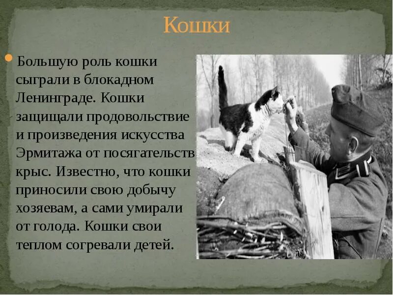 Кошки герои блокадного ленинграда. Кот-слухач блокада ленинграда. Коты герои великой отечественной. Мяукающая дивизия блокадного ленинграда. Крымы в блокадном ленинграде.