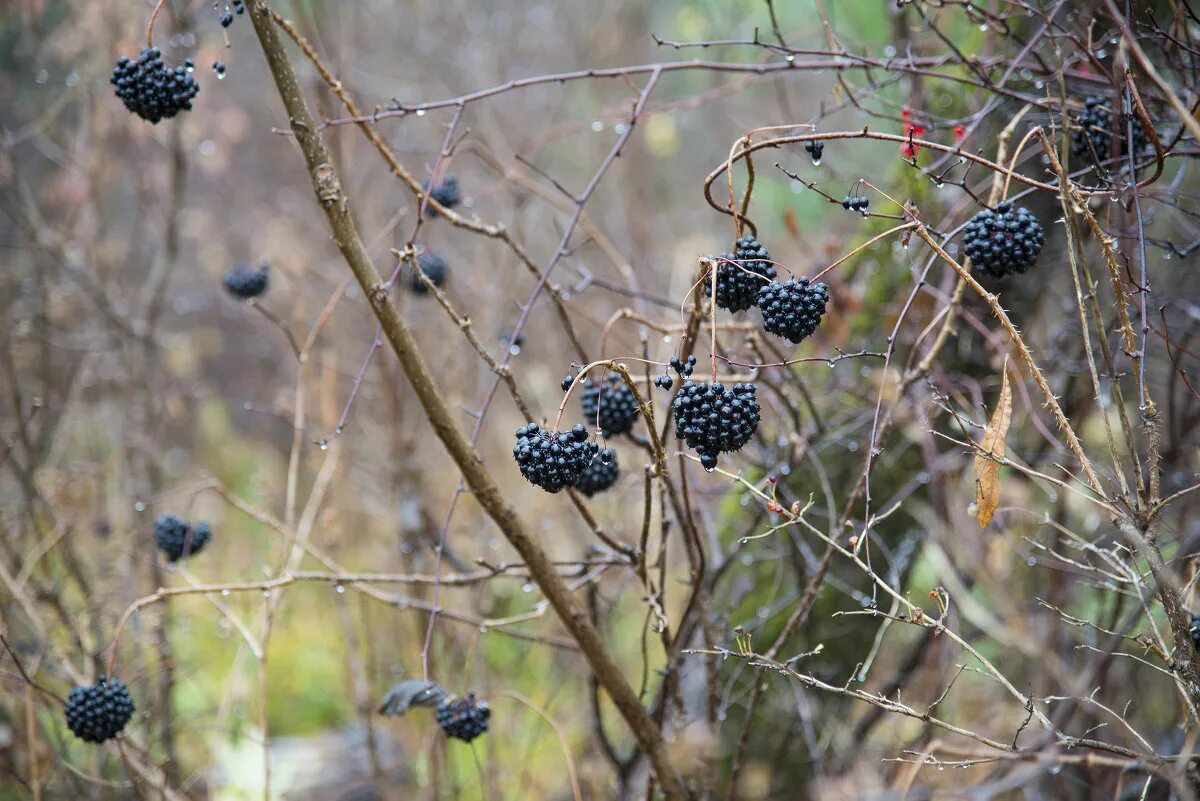лимонник дальневосточный ягоды. элеутерококк ягоды. лианы приморья лимонник. лимонник китайский (schisándra chinénsis). ягоды дальнего востока.