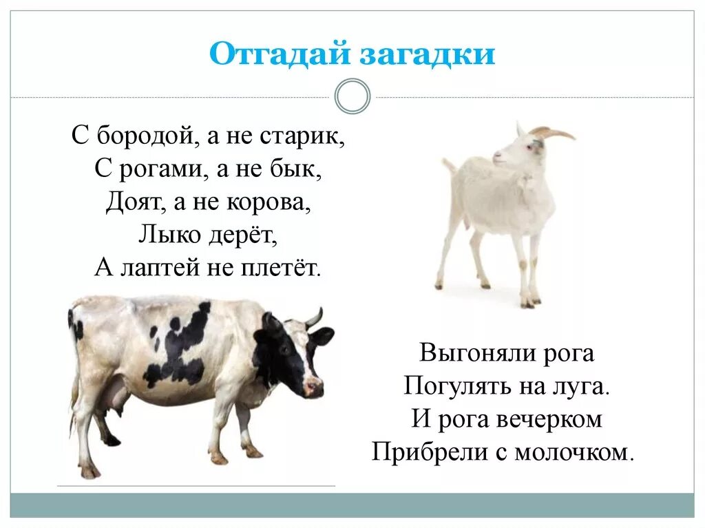 Тест отгадай загадку