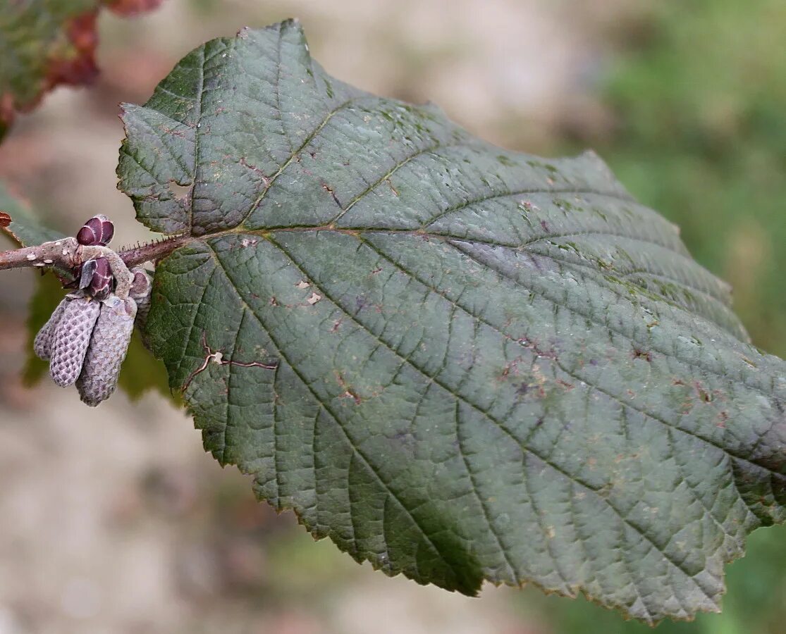 Corylus avellana. Лещина обыкновенная. Лещина обыкновенная листья. Corylus avellana 'quercifolia'. Лещина обыкновенная жизненная форма