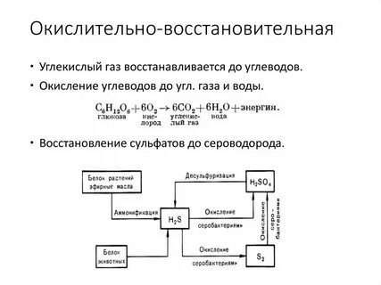 В организмах происходят окислительные процессы