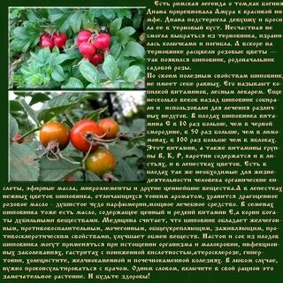 Можно ли есть шиповник