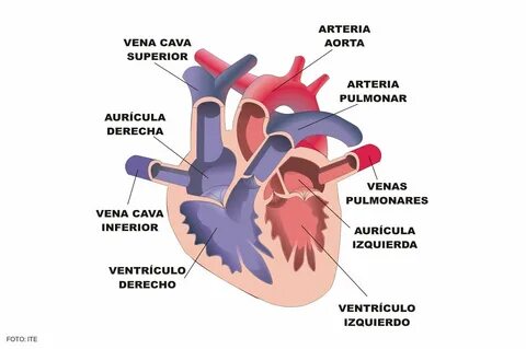 Del corazon