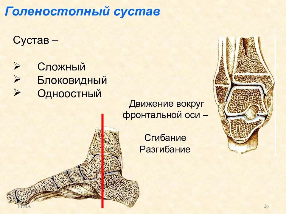 Наружный голеностопный сустав. Голеностопный сустав анатомия форма. Голеностопный сустав оси движения. Анатомия голеностопного сустава блоковидный. Голеностопный сустав по классификации.