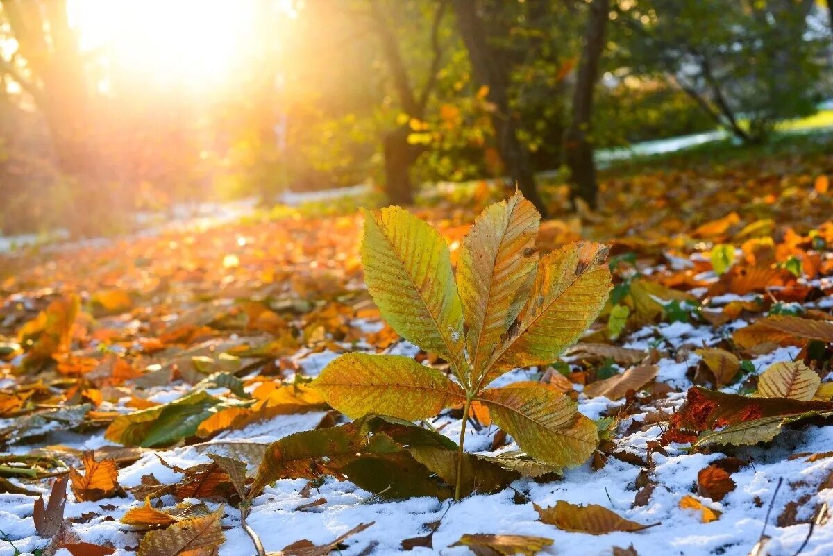 Осенний воздух свеж. Осенняя изморось. Листопад в снегу. Для вас осень.