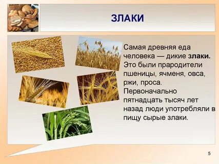 Зерновая культура три