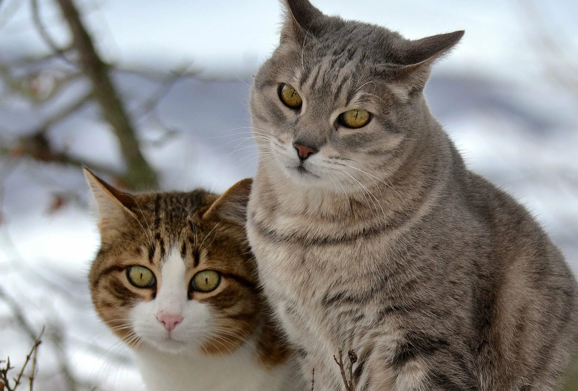 1.12 2 коты. Коты. красивые кошки. кошки на рабочий стол. обои на рабочий стол коты.