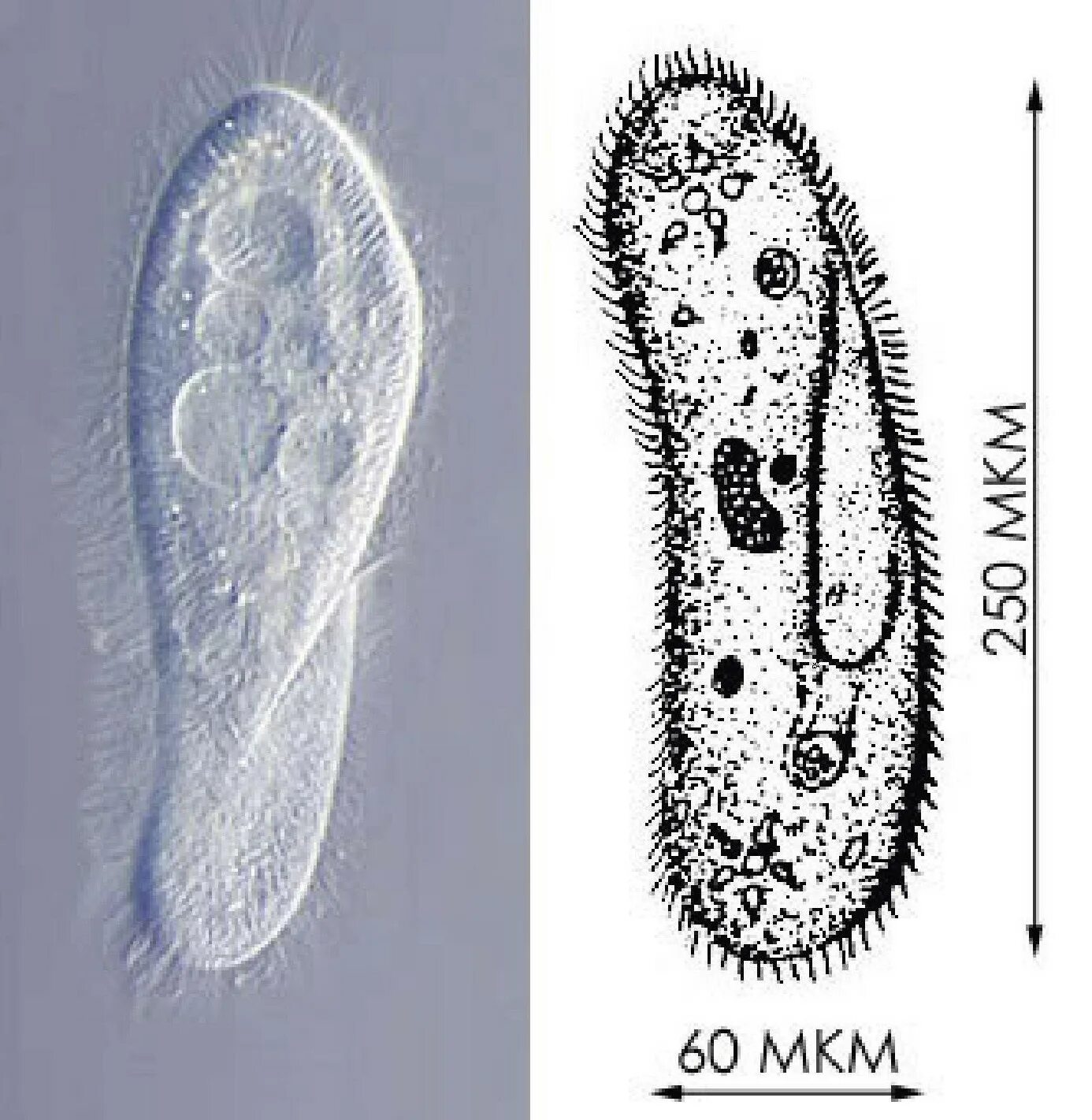 Одноклеточные инфузория туфелька. Инфузория туфелька Paramecium caudatum. Инфузории Paramecium. Инфузория-туфелька это бактерия.