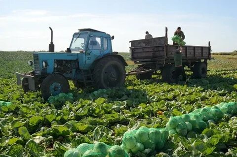На поле изображено плодоовощное хозяйство