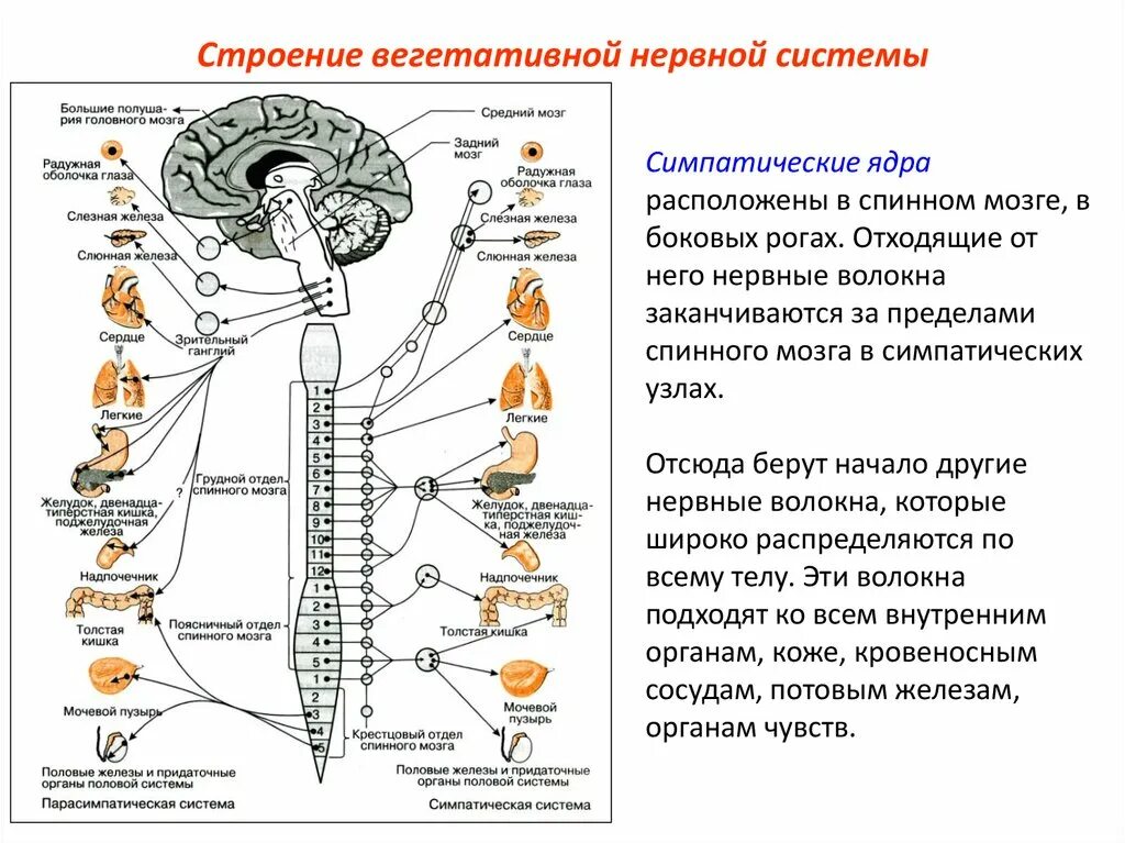 Укажите симпатические нервы. Схема строения вегетативной нервной системы. Вегетативная нервная система анатомия схема. Вегетативная нервная система схема спинного мозга. Ядра симпатического отдела вегетативной нервной системы.