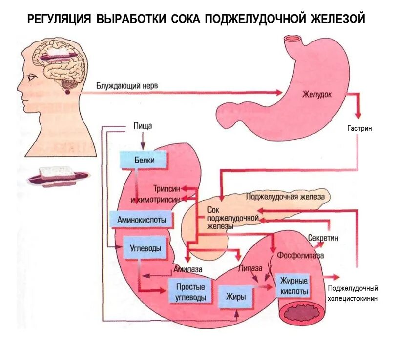 Ферменты желудочного сока желудка. Физиология поджелудочная железа секреция схема. Регуляция секреции кишечного сока схема. Функции ферментов поджелудочного сока. Ферменты поджелудочной железы схема.