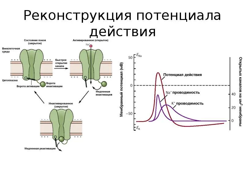 Потенциал действия физиология это. Потенциал действия физиология растений. Потенциал действия физиология Спайк. Потенциал покоя и потенциал действия фазы. Восходящая фаза потенциала действия.