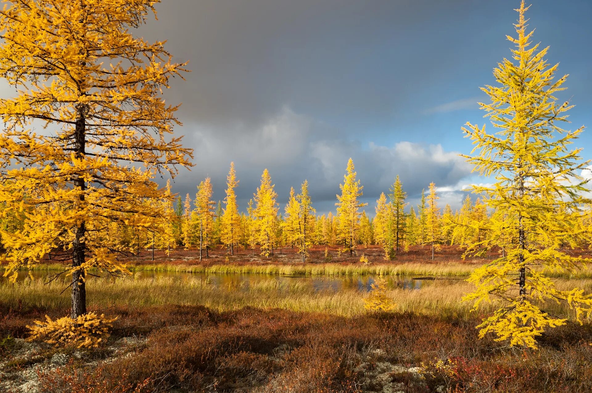 Лиственница сибирская в лесотундре. Надымский заказник янао. Игарка тундра лес. Лиственничный лес таймыр. Деревья тундры и тайги.