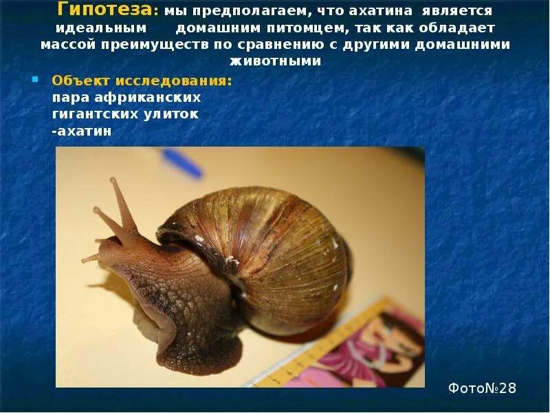 Улитка ахатина в природе. Улитки польза для человека. Улитка польза и вред. Улитки польза для человека. Улитки польза для человека.