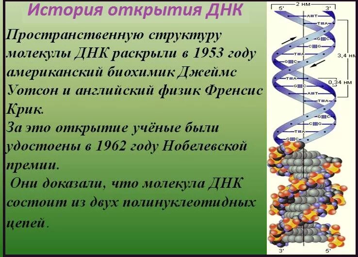 Расшифровка структуры молекулы ДНК. Открытие структуры молекулы ДНК. Строение молекулы ДНК. Структура молекулы ДНК была расшифрована. Значение молекул днк