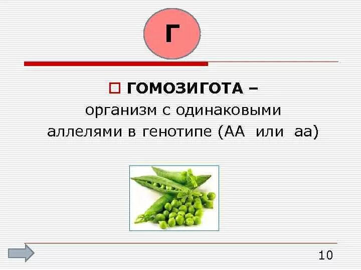 Гомозигота это. Организм с одинаковыми аллелями. гомозигота организм. дигомозиготный генотип организма. гомозигота это организм в котором.