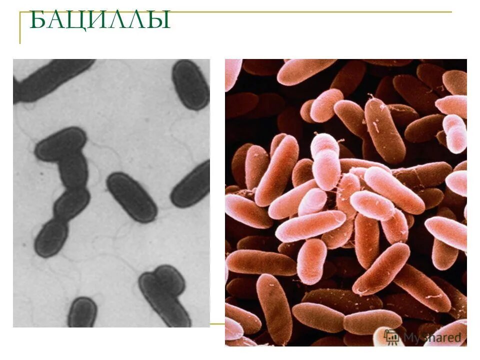 Какие организмы не имеют клеток