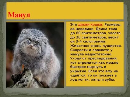 Манул сообщение о животном 4 класс