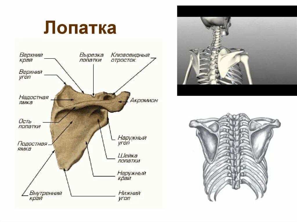 Лопатка кость человека на скелете. Лопатка строение анатомия. Лопатка кость анатомия. Ость лопатки. Анатомия костей лопатки.