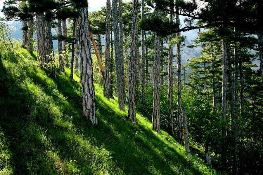 Лесной з. Сосновый лес в Севастополе. Сосновый лес на склоне. Сосны на склоне. Сосна на Холме.