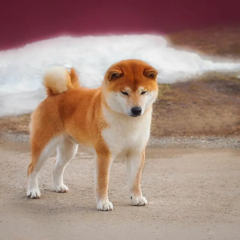 бшо и сиба ину. шиба ину щенки. имена породы собаки акита ину. сиба ину. сиба ину черная.