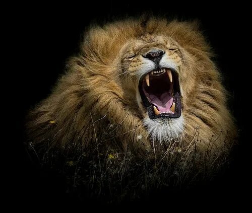 Lion's Roar ... Big cats, Lions, Beautiful cats