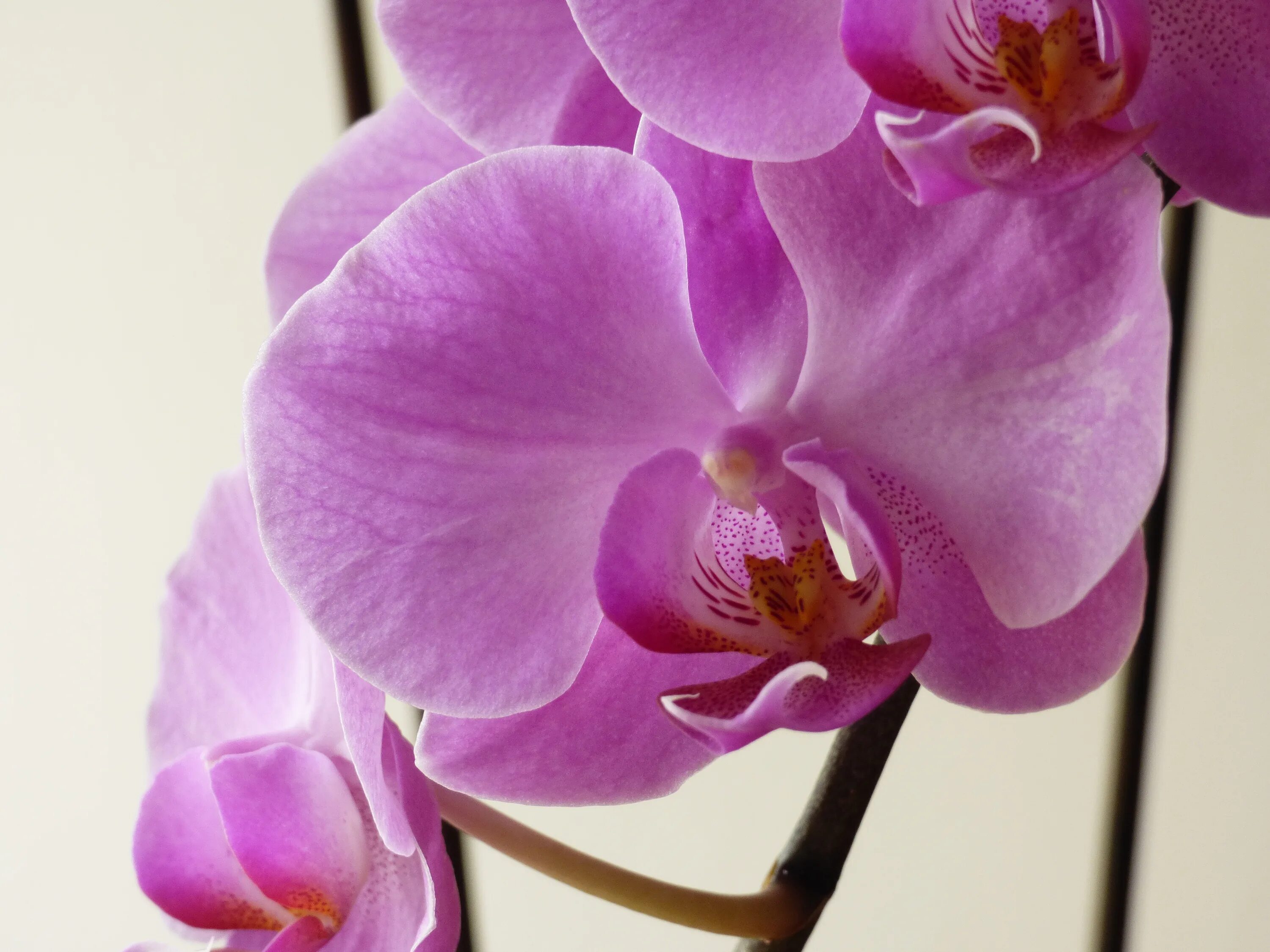 Dtps.Liu s Sakura фаленопсис Сакура Festima.Ru - Мониторинг объявлений