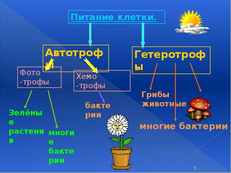 Питание клетки. Способы питания клетки. Питание клетки схема. Питание клетки способы питания. Гетеротрофное питание клеток