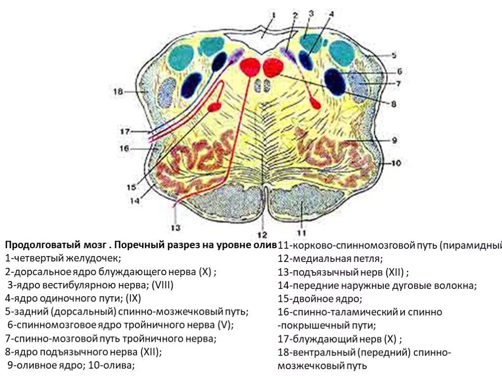 Какое строение имеет продолговатый мозг. Поперечный срез продолговатого мозга схема. Ядра оливы продолговатого мозга располагаются. Срез продолговатого мозга с ядрами. Ядра продолговатого мозга схема.