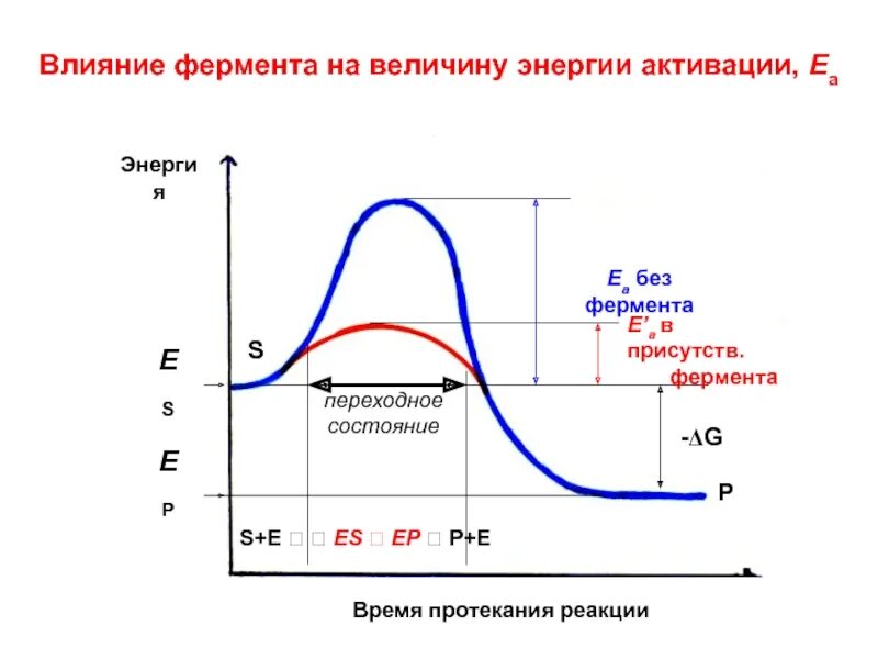 Реакции активации ферментов. Ферментативный катализ и энергия активации. Энергия активации реакции график. Энергия активации ферментов график. Ферменты снижают энергию активации.