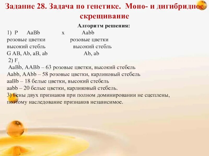Как решать 27 задание биология