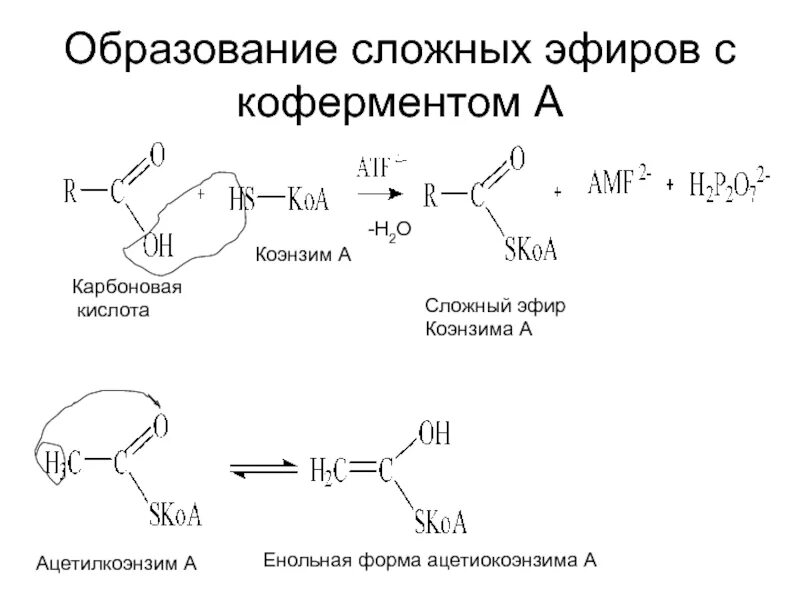 Получение бутановой кислоты