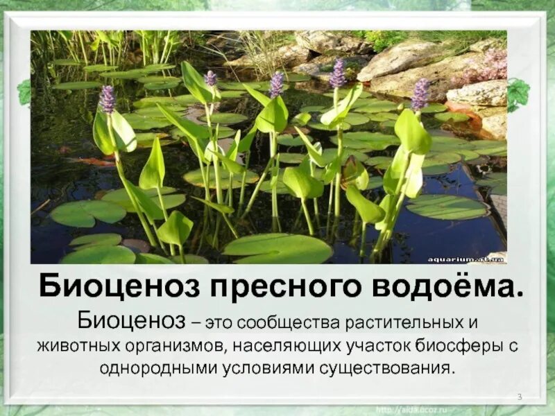 Какие животные пресных водоемов. Биоценоз премного водоёма. биоценоз пресного водоема. растения сообщества воема. растения и животные водоемов.
