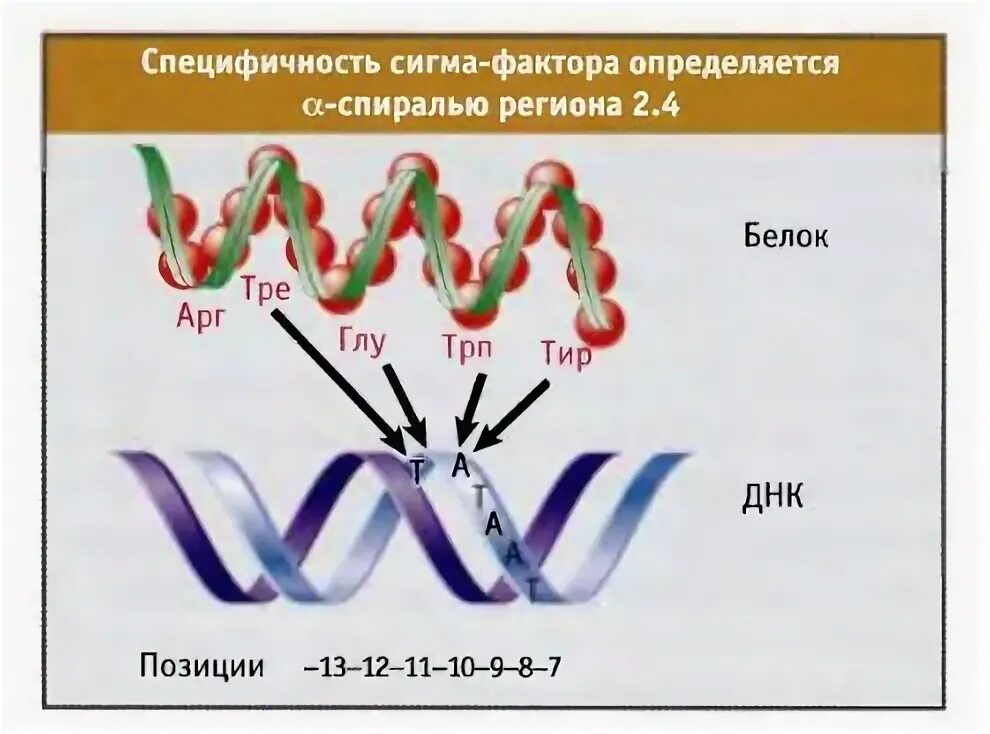 В результате транскрипции образуется. Молекула образующаяся в результате транскрипции. Транскрипция молекулярная биология. Молекула образующаяся в результате обратной транскрипции. Сигма фактор