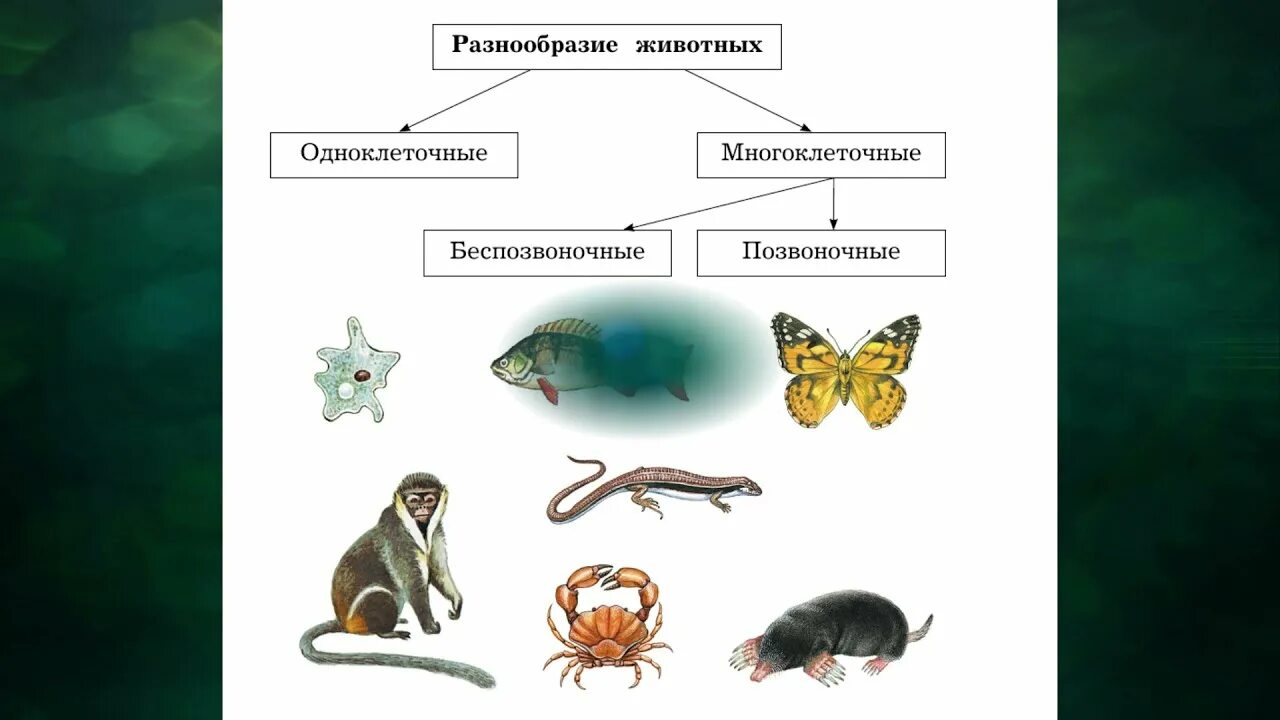 8 групп животных